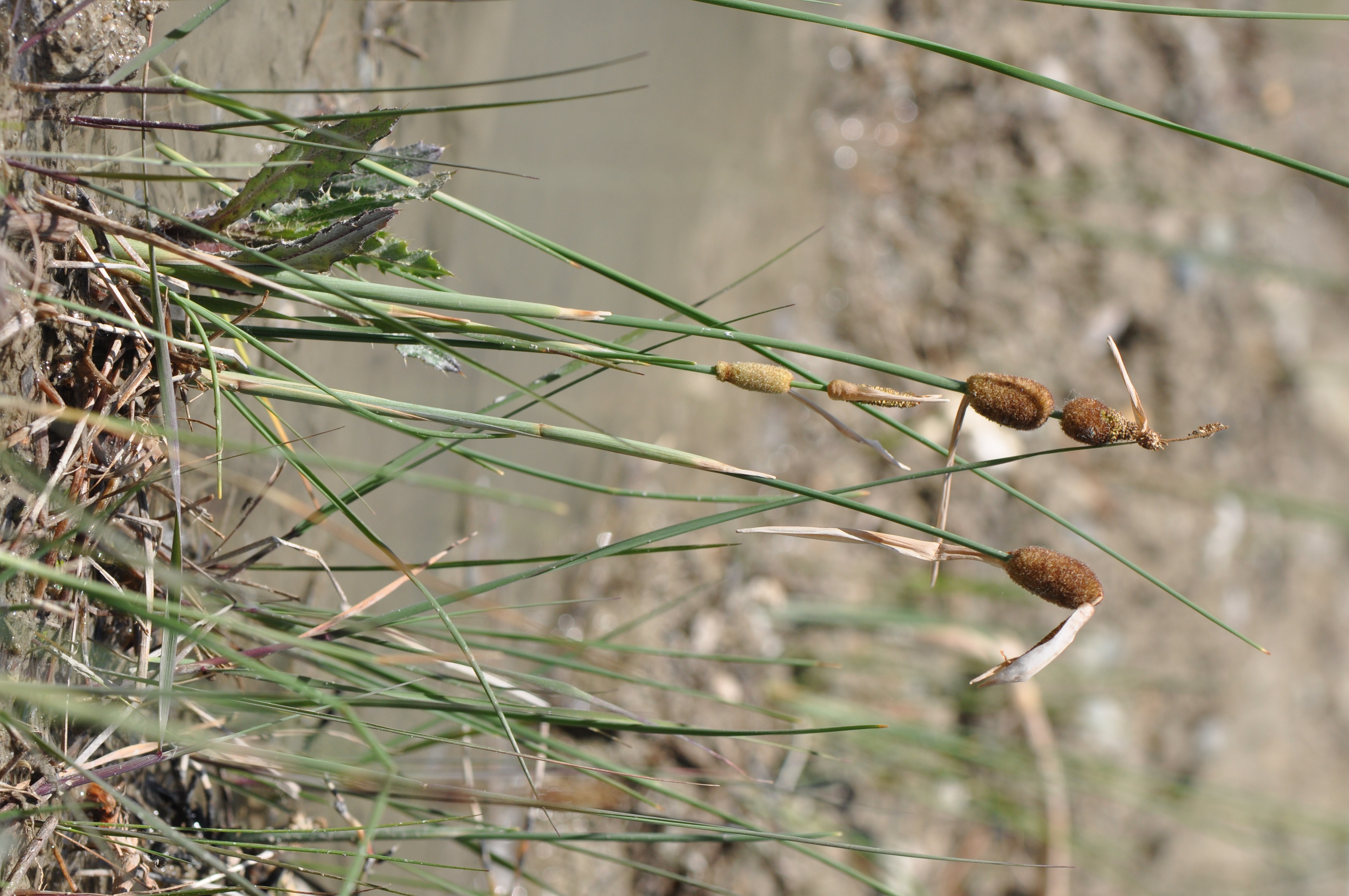 Typha minima Hoppe